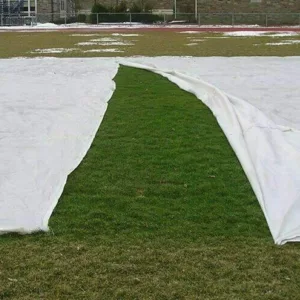During: 12/2/2010 A quick check for establishment shows an actively growing turf during periods of average daily high temperatures in the 40s and nightime lows below freezing