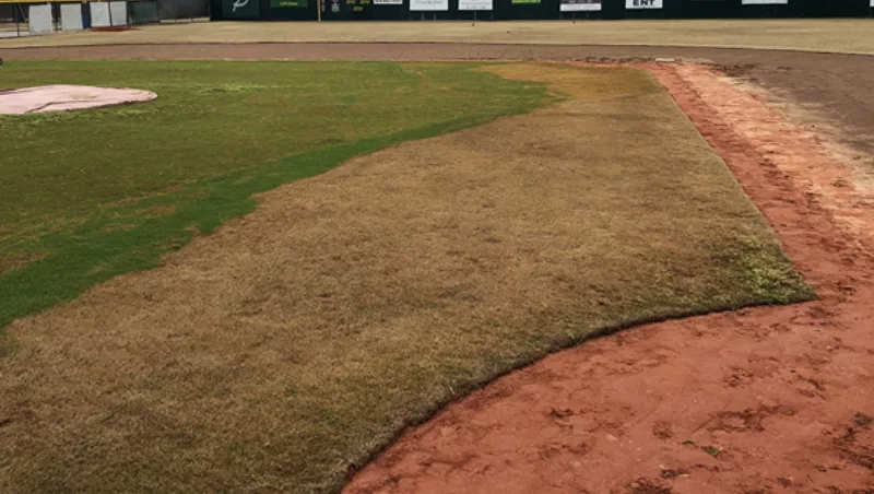 Pearland Little League Turf After 2021 Texas Winter Storm — Growth Cover vs. Exposed Grass