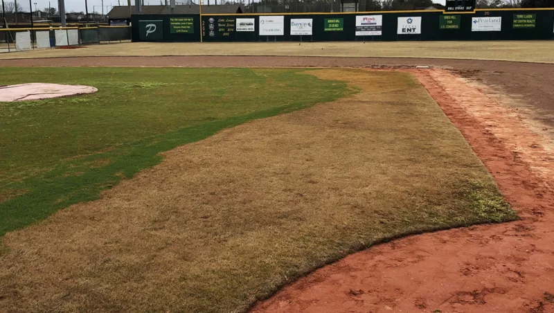 Pearland Little League's Major Field after the 2021 Texas ice storm: turf under the intact portion of the CoverSports growth cover stayed green while the wind-exposed area went dormant