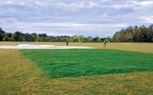 After: growth cover removed to reveal thick and vibrant green grass