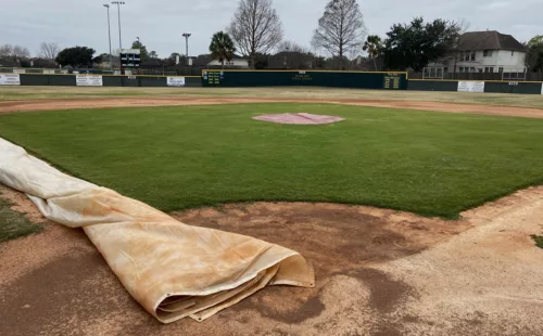 Pearland Little League's Major Field infield in winter: a CoverSports growth cover partially retracted along the third base line to allow mid-winter mowing of actively growing Seashore Paspalum turf